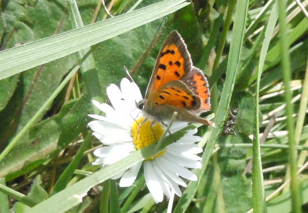 Lycaena phlaeas?